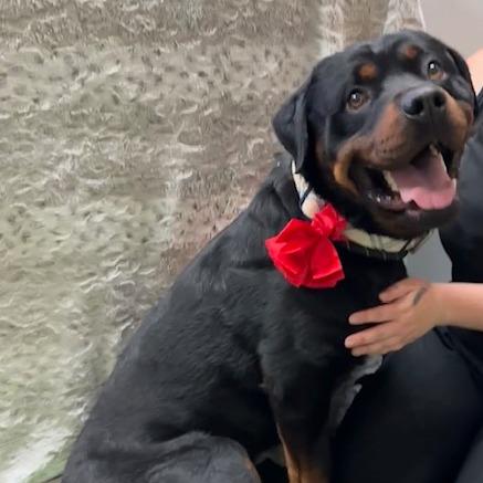 Enlarge Ruger, a Adoptable mixed breed in Washougal, WA image 4/4