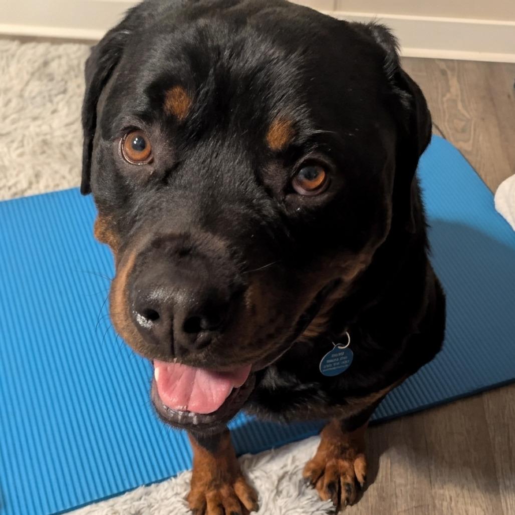 Enlarge Ruger, a Adoptable mixed breed in Washougal, WA image 5/6