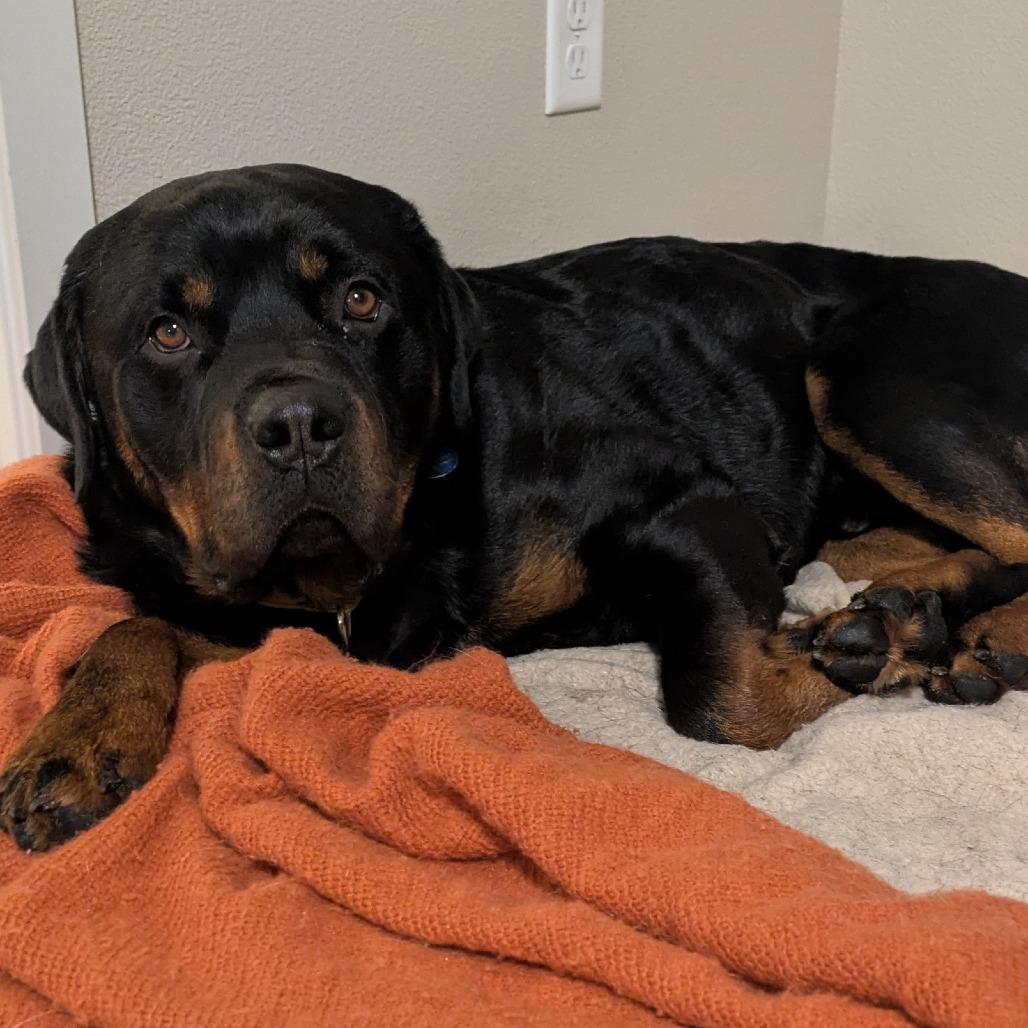 Enlarge Ruger, a Adoptable mixed breed in Washougal, WA image 6/6