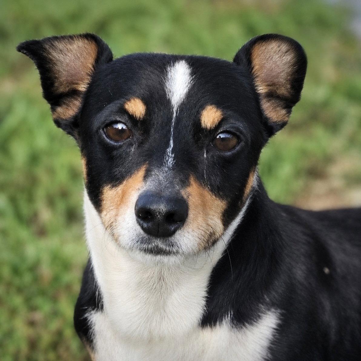 Nathan (VA), Adoptable, Adult Male Rat Terrier & Dachshund.