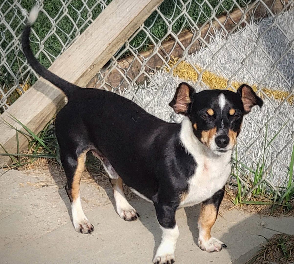 Enlarge Nathan (VA), a Adoptable mixed breed in Piney River, VA image 2/3
