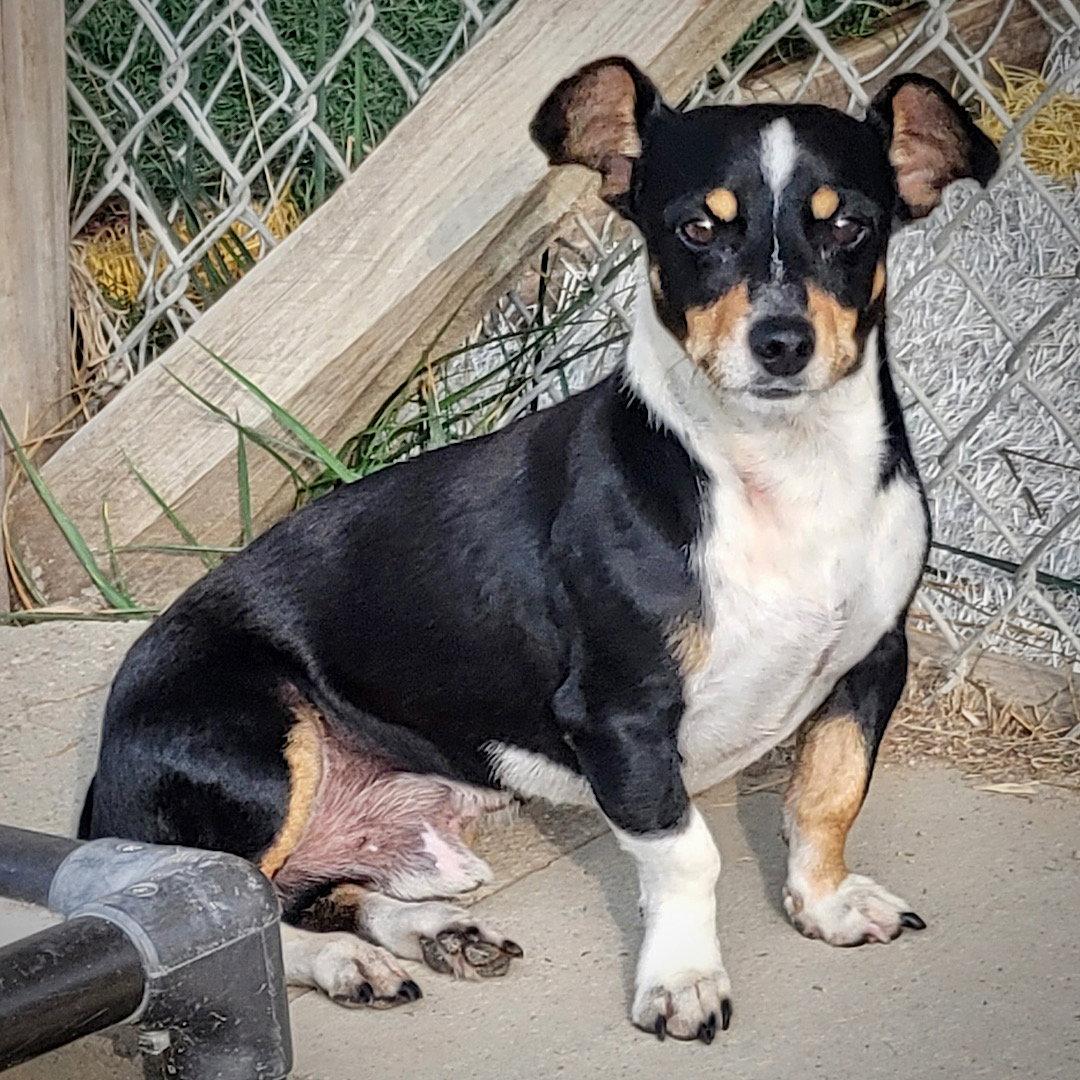 Enlarge Nathan (VA), a Adoptable mixed breed in Piney River, VA image 3/3