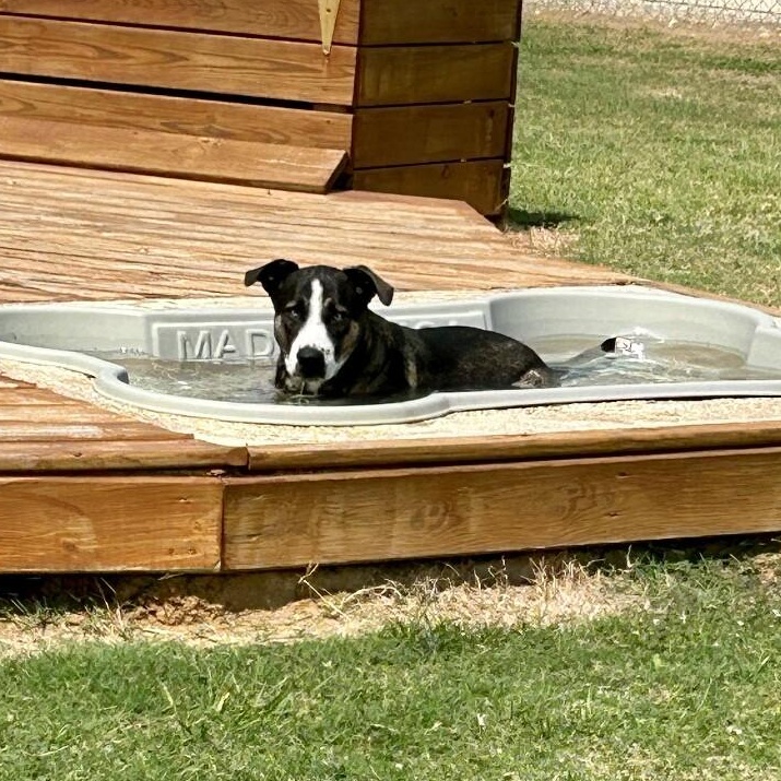 Freddy Potato the Pack Loving Pal