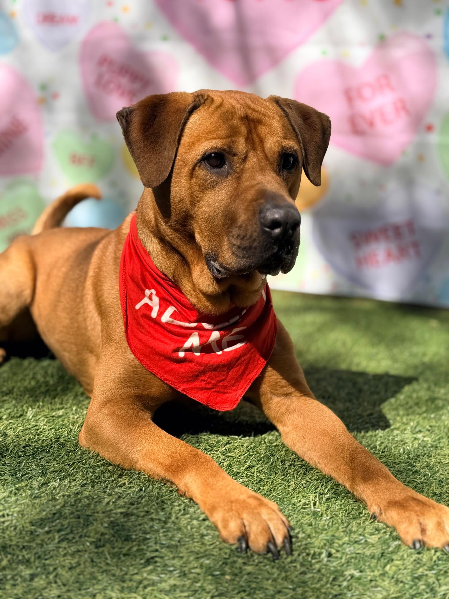 Chester, Adopted, Adult Male Labrador Retriever & Shar-Pei.