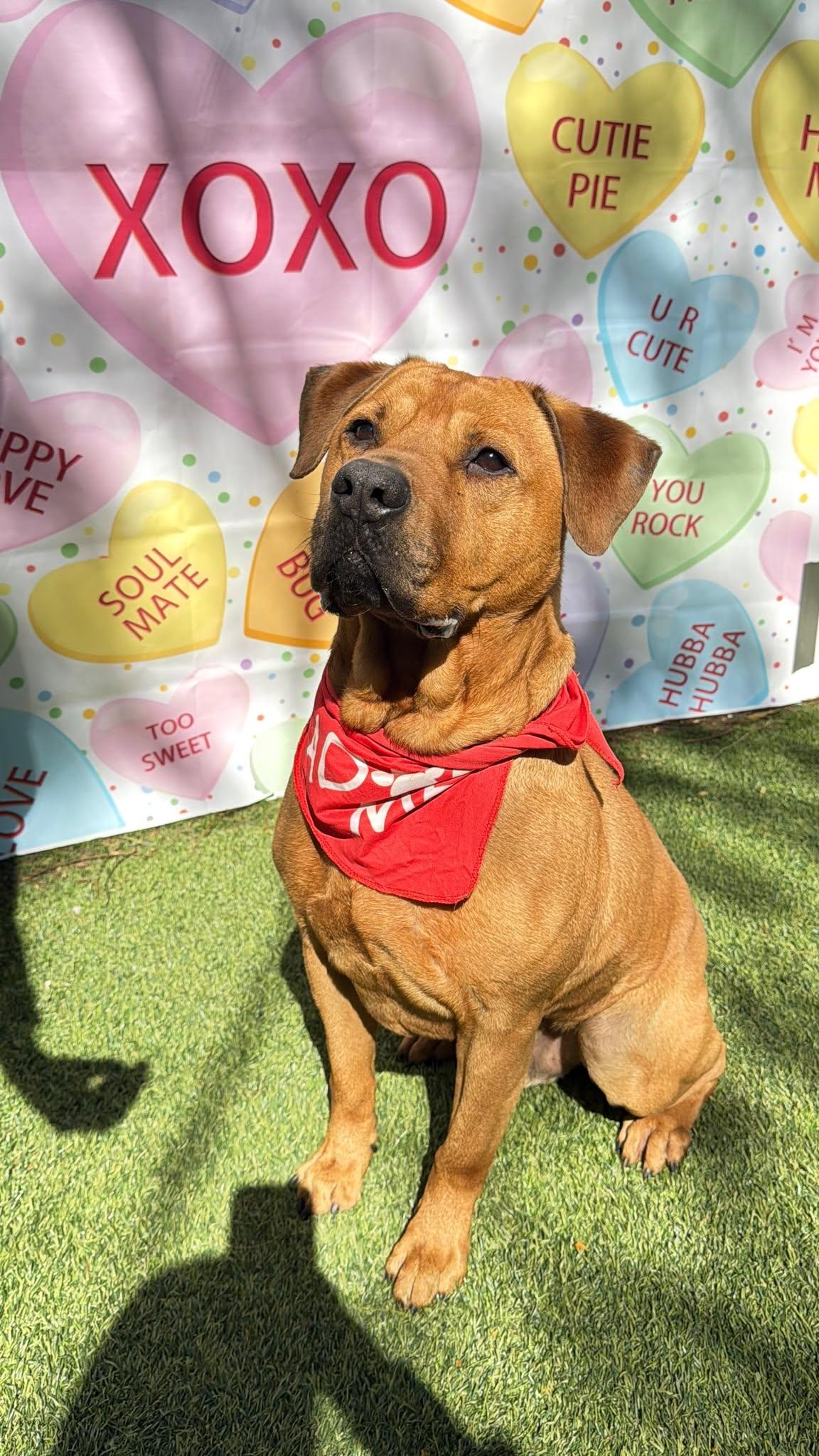 Chester, a Adopted mixed breed in Pompano Beach, FL image 3/3