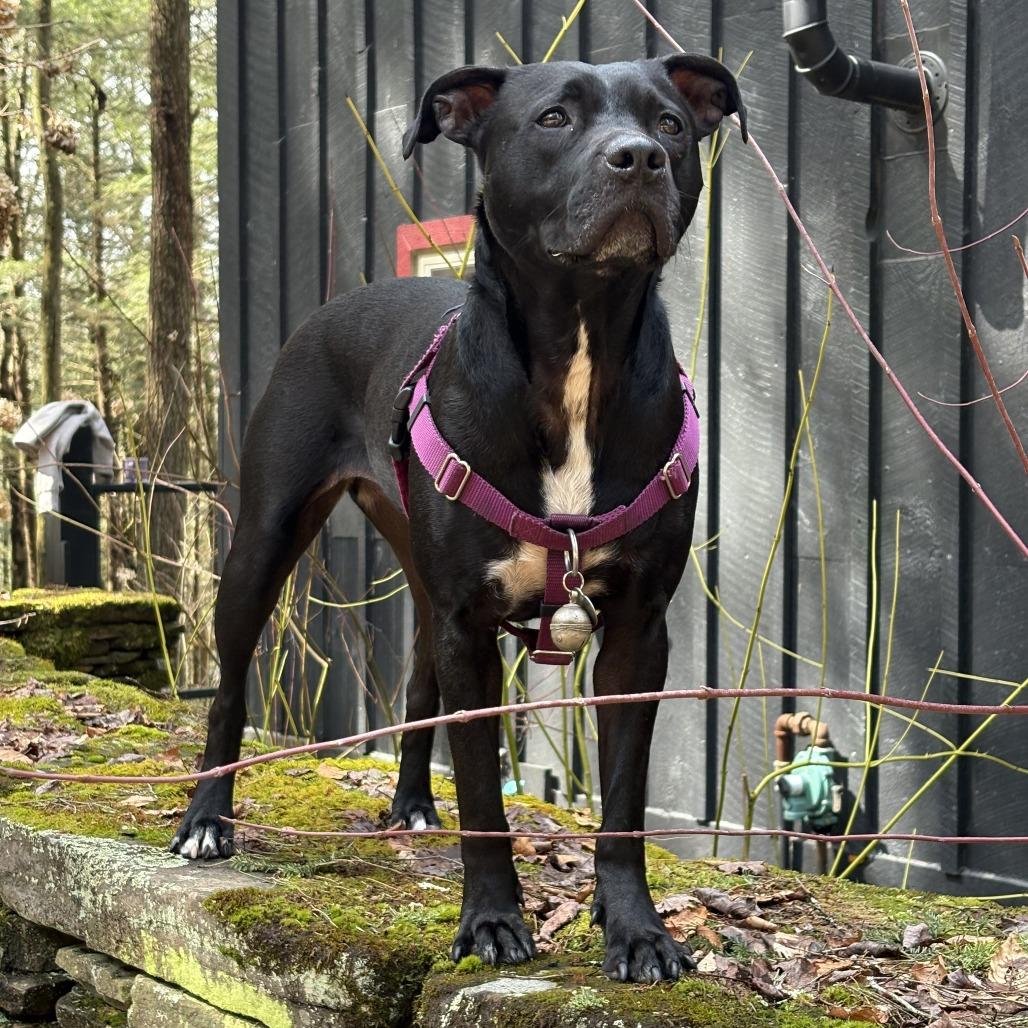 Miss Peaches, Adoptable, Adult Female Mixed Breed.