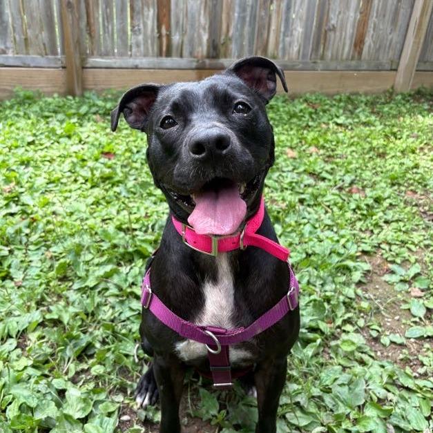 Enlarge Miss Peaches, a Adoptable Mixed Breed in Bangall, NY image 1/6