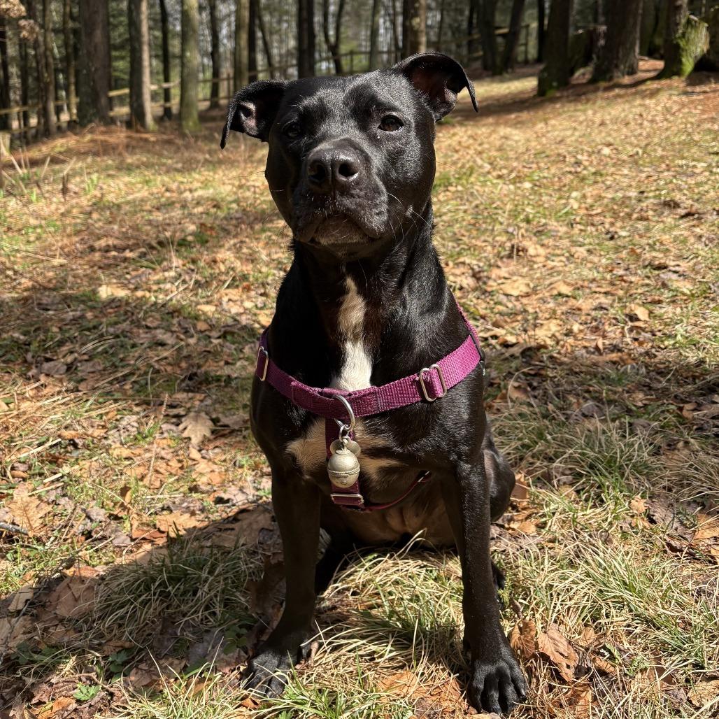 Enlarge Miss Peaches, a Adoptable Mixed Breed in Bangall, NY image 2/6
