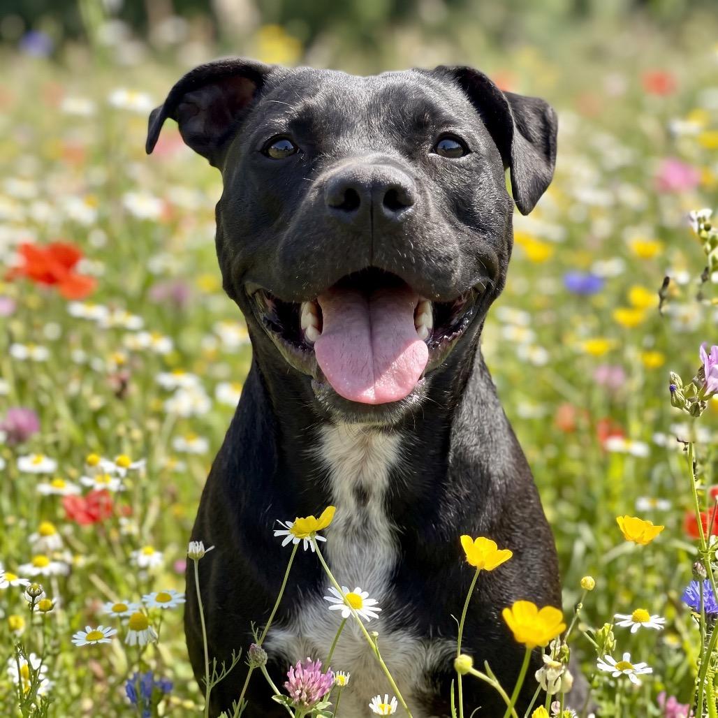 Enlarge Miss Peaches, a Adoptable Mixed Breed in Bangall, NY image 3/6