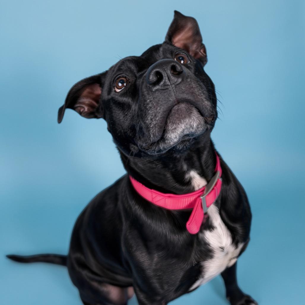 Miss Peaches, Adoptable, Adult Female Mixed Breed.