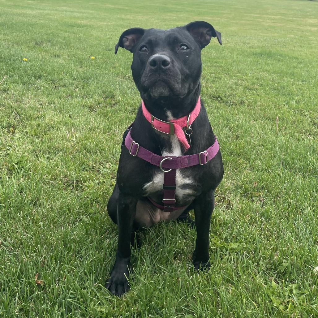 Enlarge Miss Peaches, a Adoptable Mixed Breed in Bangall, NY image 2/5