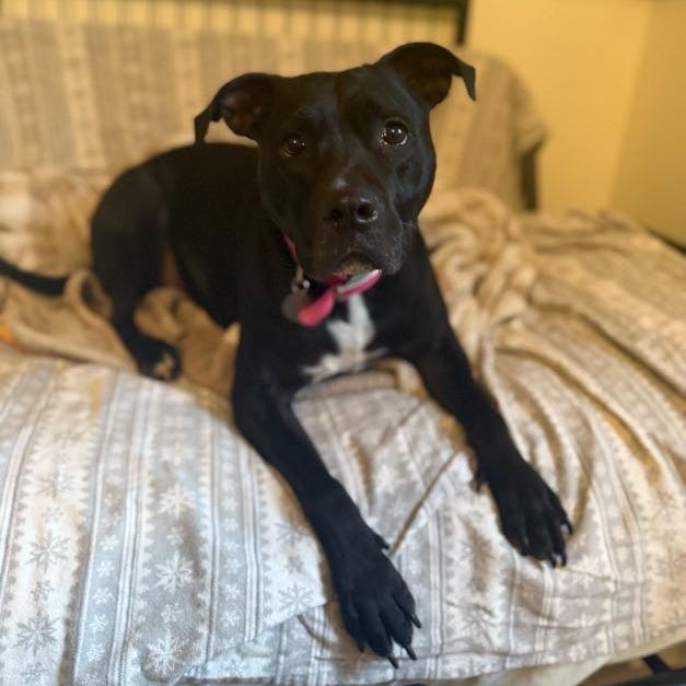 Enlarge Miss Peaches, a Adoptable Mixed Breed in Bangall, NY image 1/4