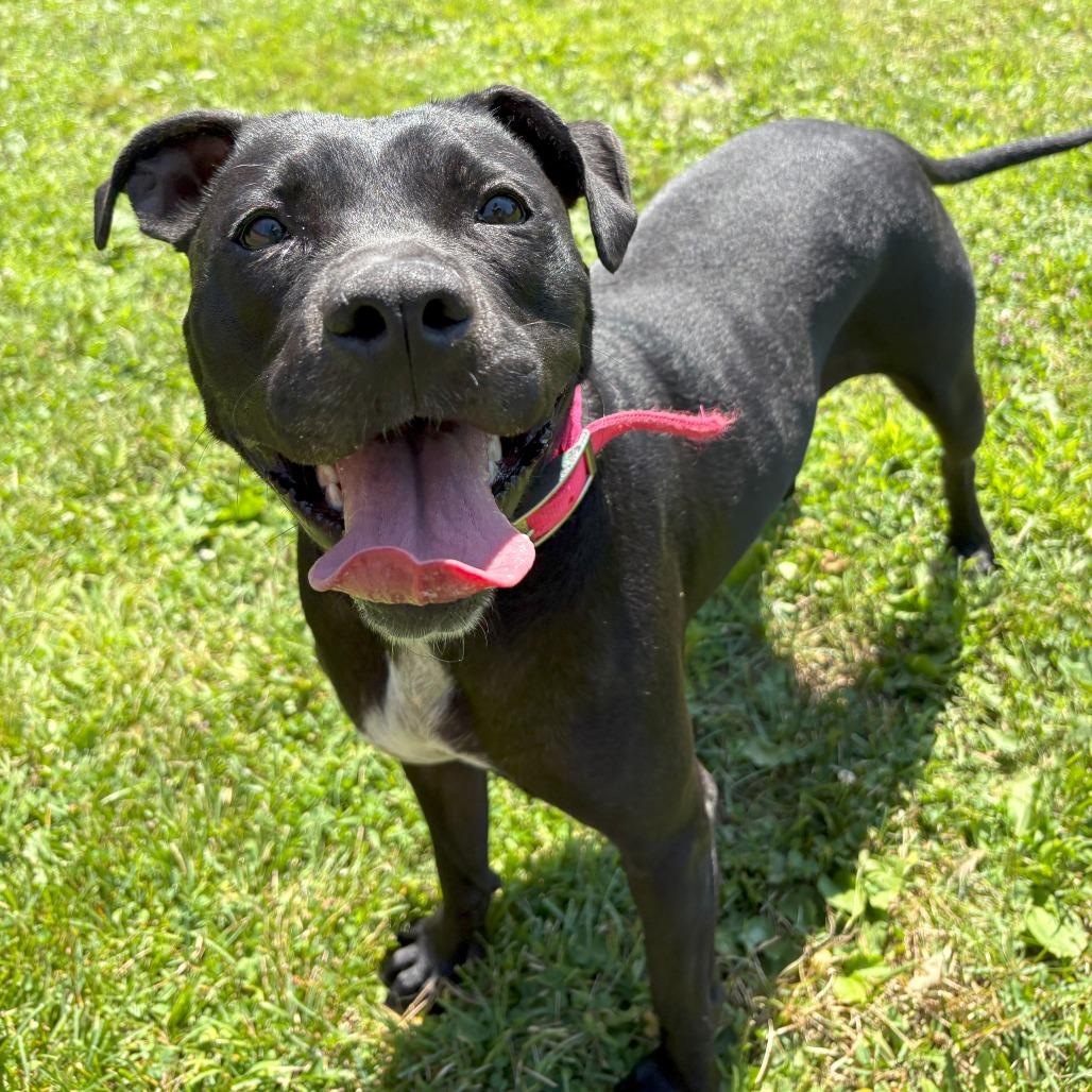 Enlarge Miss Peaches, a Adoptable Mixed Breed in Bangall, NY image 2/4