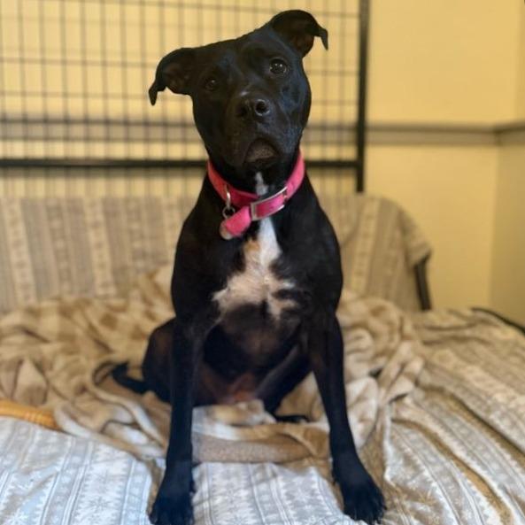 Enlarge Miss Peaches, a Adoptable Mixed Breed in Bangall, NY image 3/4