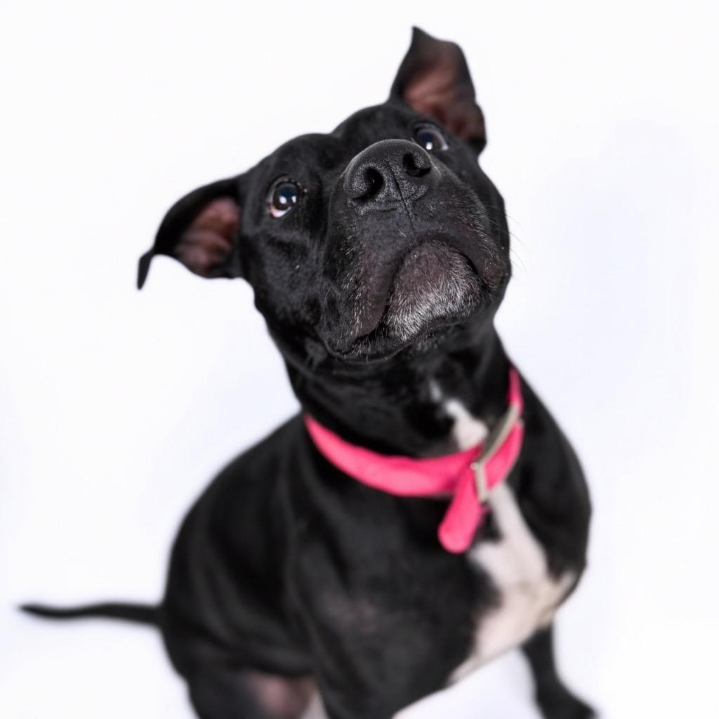 Enlarge Miss Peaches, a Adoptable Mixed Breed in Bangall, NY image 4/4