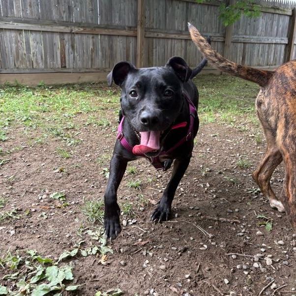 Enlarge Miss Peaches, a Adoptable Mixed Breed in Bangall, NY image 6/6