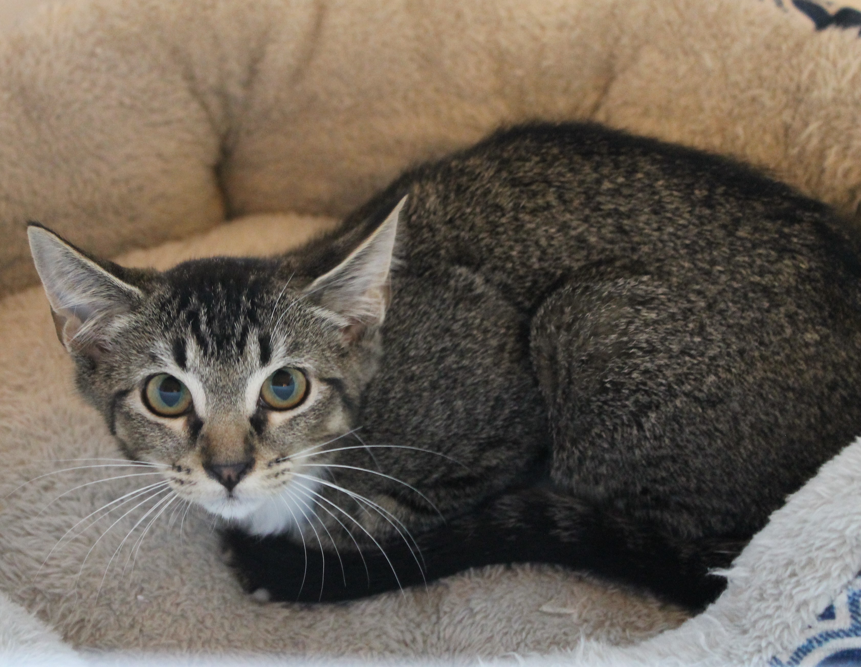 Enlarge Muffin, a Adoptable Domestic Short Hair in Fort Worth, TX image 5/5