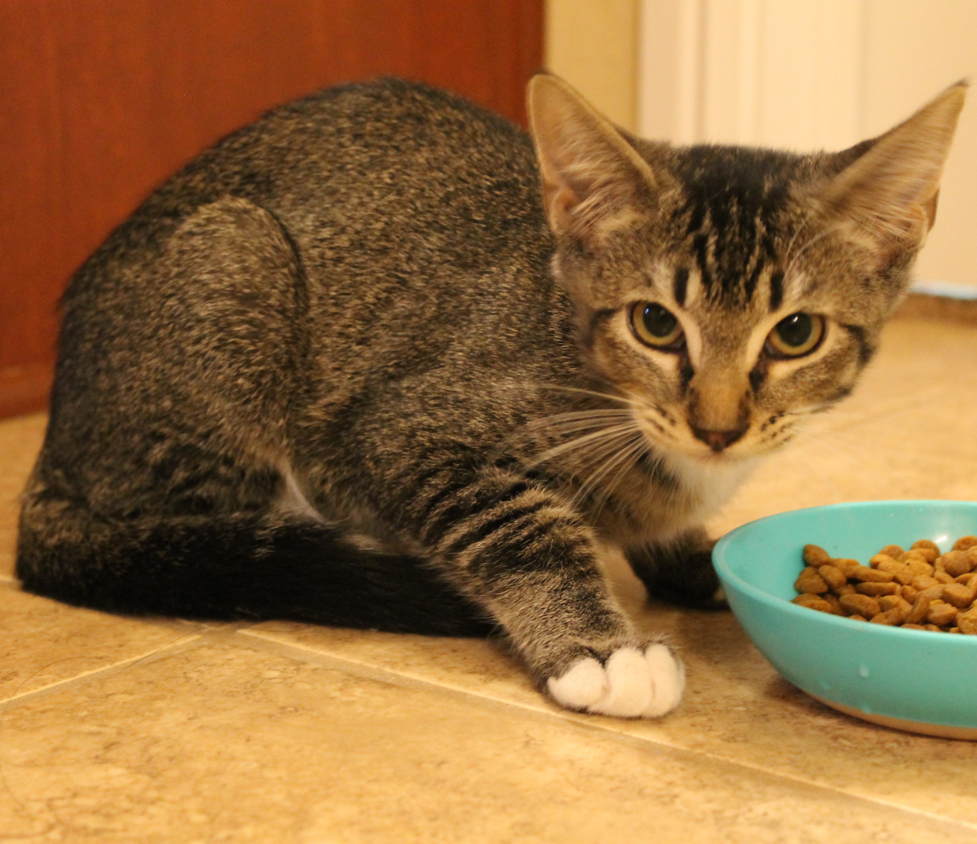 Enlarge Muffin, a Adoptable Domestic Short Hair in Fort Worth, TX image 1/5