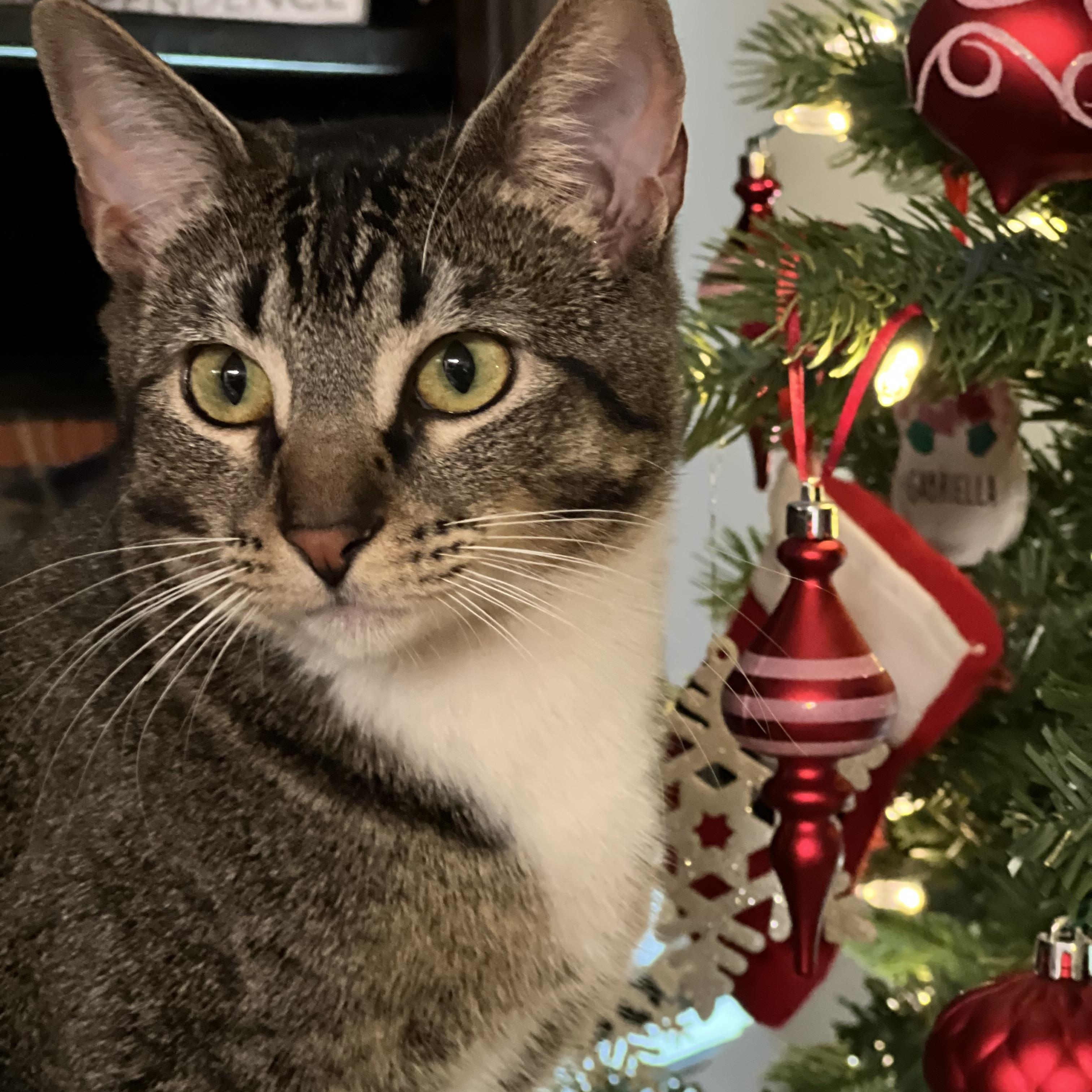 Enlarge Muffin, a Adoptable Domestic Short Hair in Fort Worth, TX image 1/4