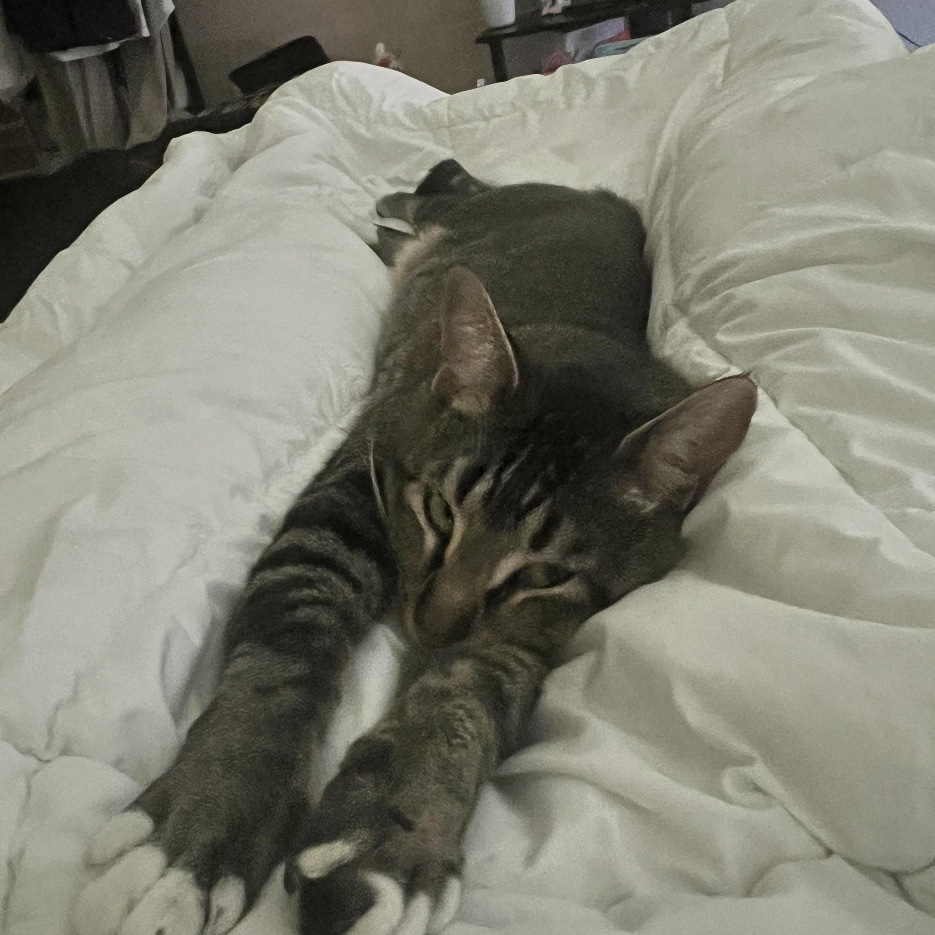 Enlarge Muffin, a Adoptable Domestic Short Hair in Fort Worth, TX image 4/4