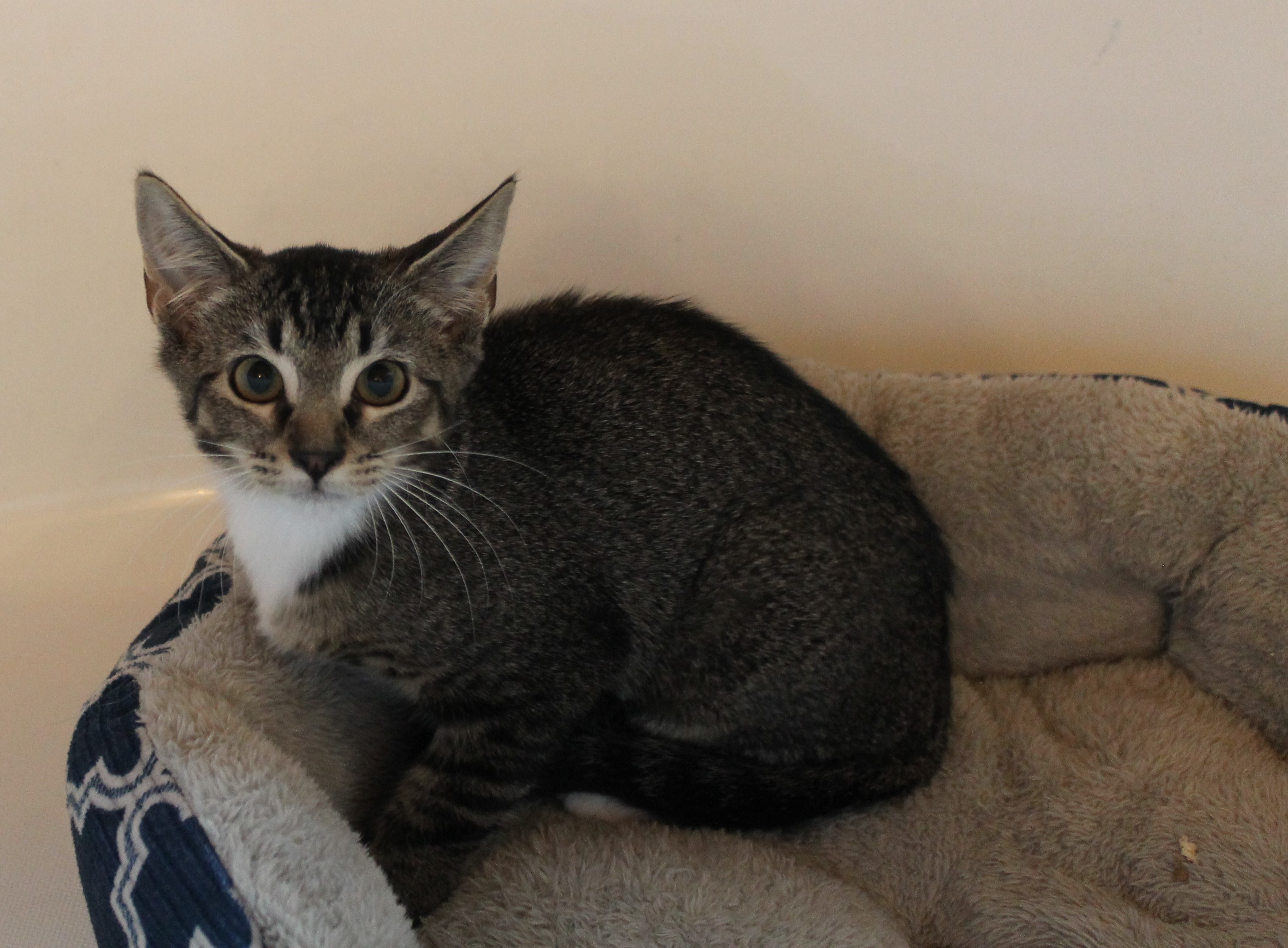 Enlarge Muffin, a Adoptable Domestic Short Hair in Fort Worth, TX image 4/5