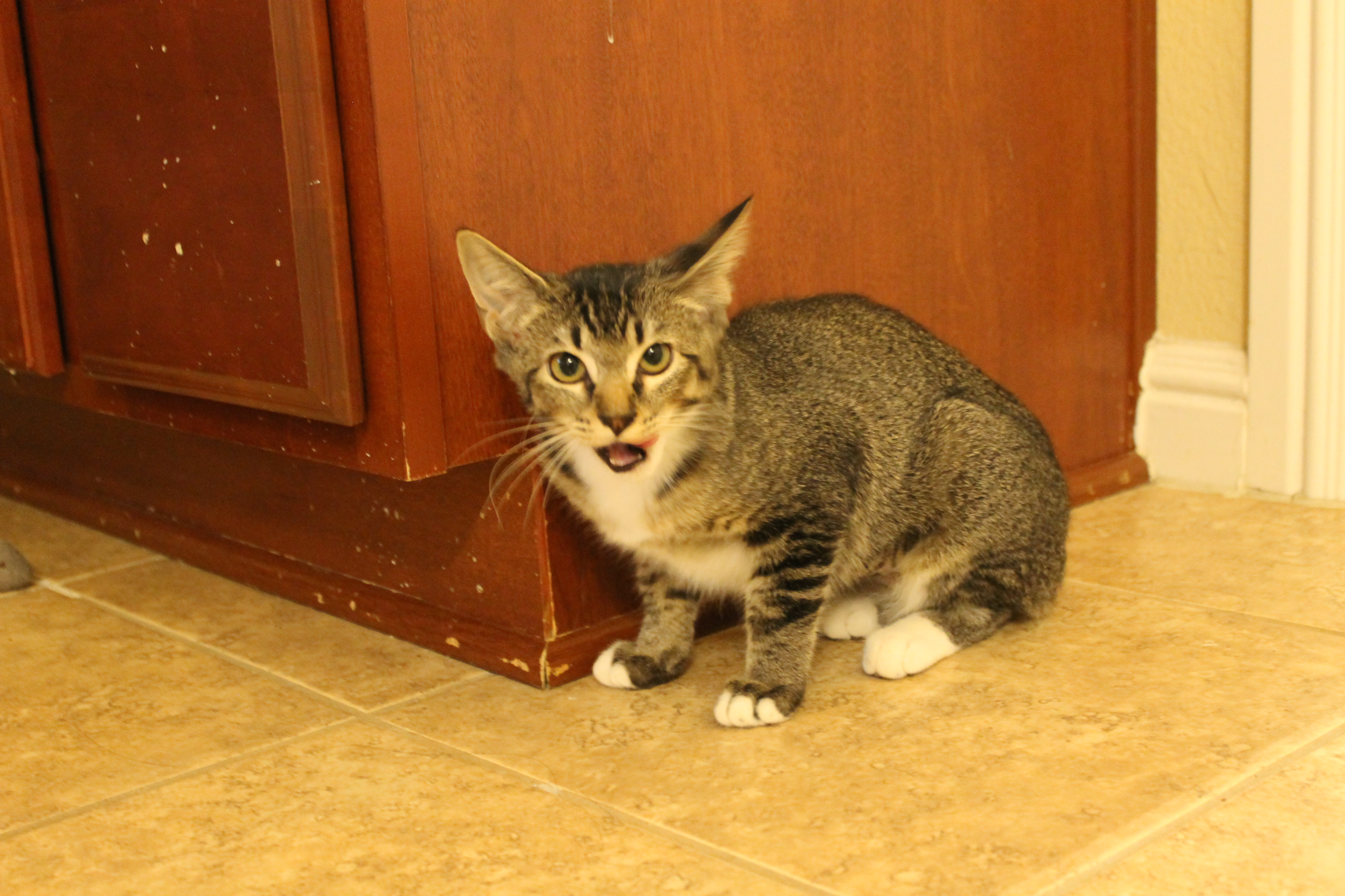 Enlarge Muffin, a Adoptable Domestic Short Hair in Fort Worth, TX image 3/5