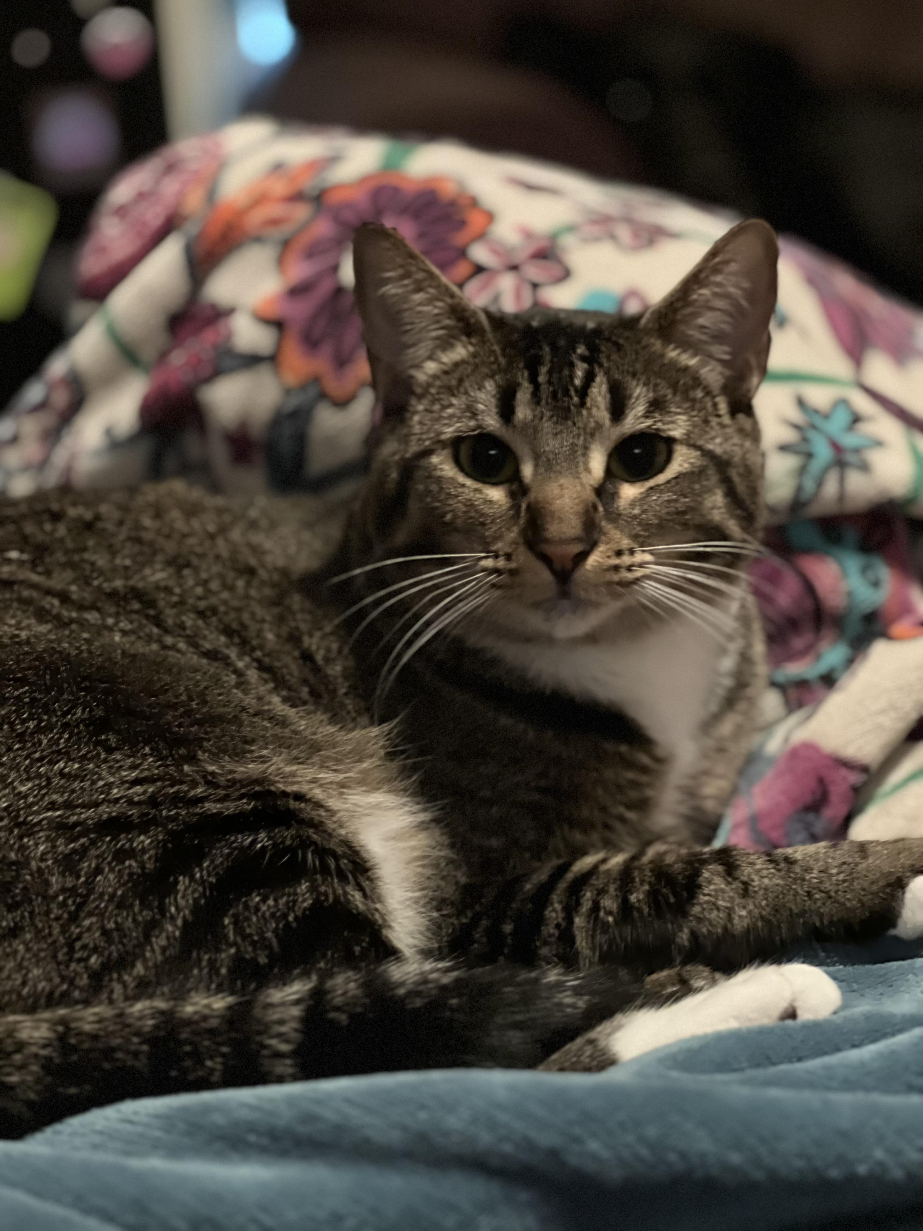 Enlarge Muffin, a Adoptable Domestic Short Hair in Fort Worth, TX image 2/4