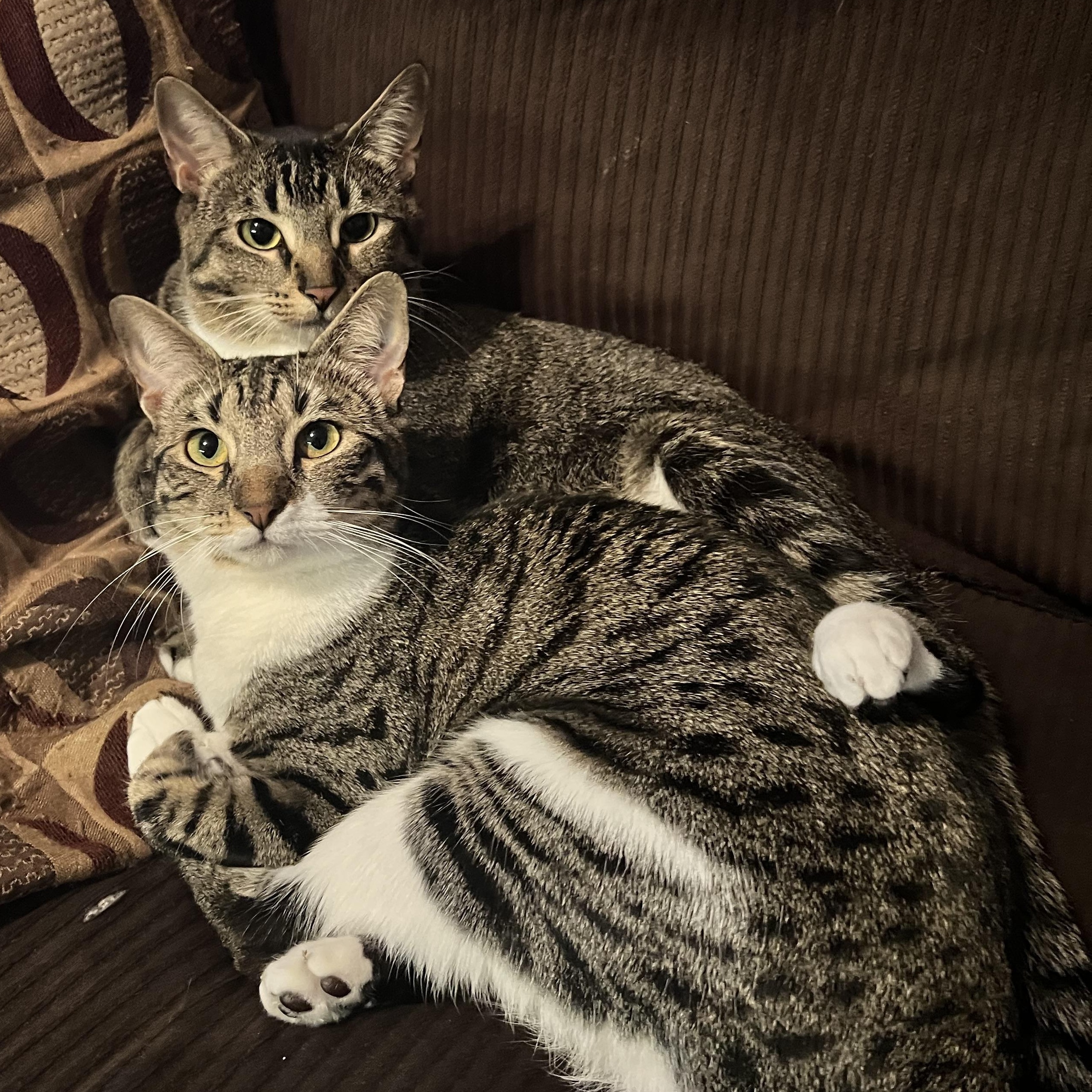 Enlarge Muffin, a Adoptable Domestic Short Hair in Fort Worth, TX image 3/4