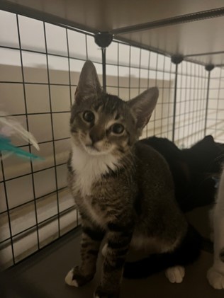 Enlarge Muffin, a Adoptable Domestic Short Hair in Fort Worth, TX image 2/5