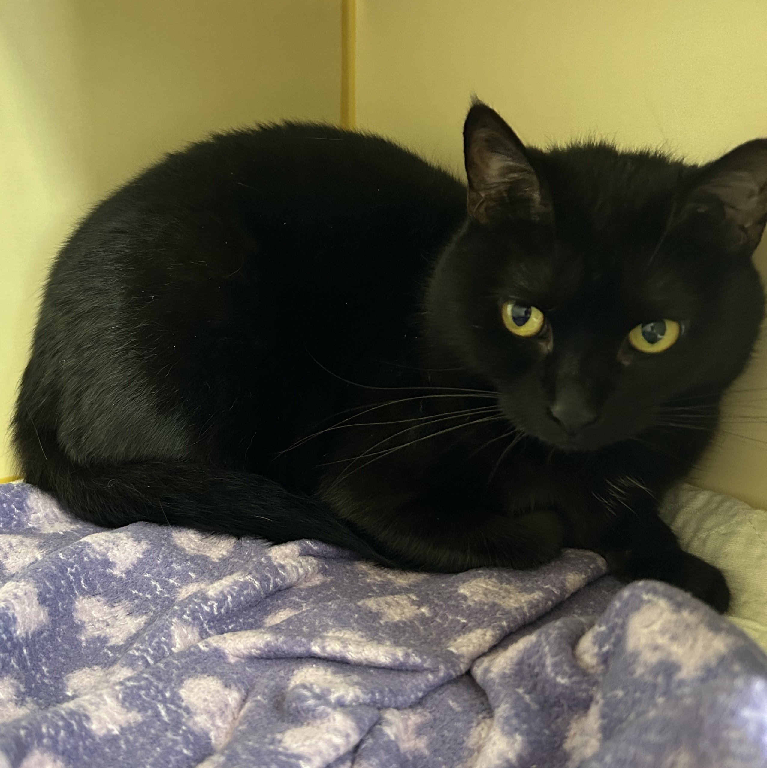 Little Guy, an adopted Domestic Short Hair in Myerstown, PA_image-1