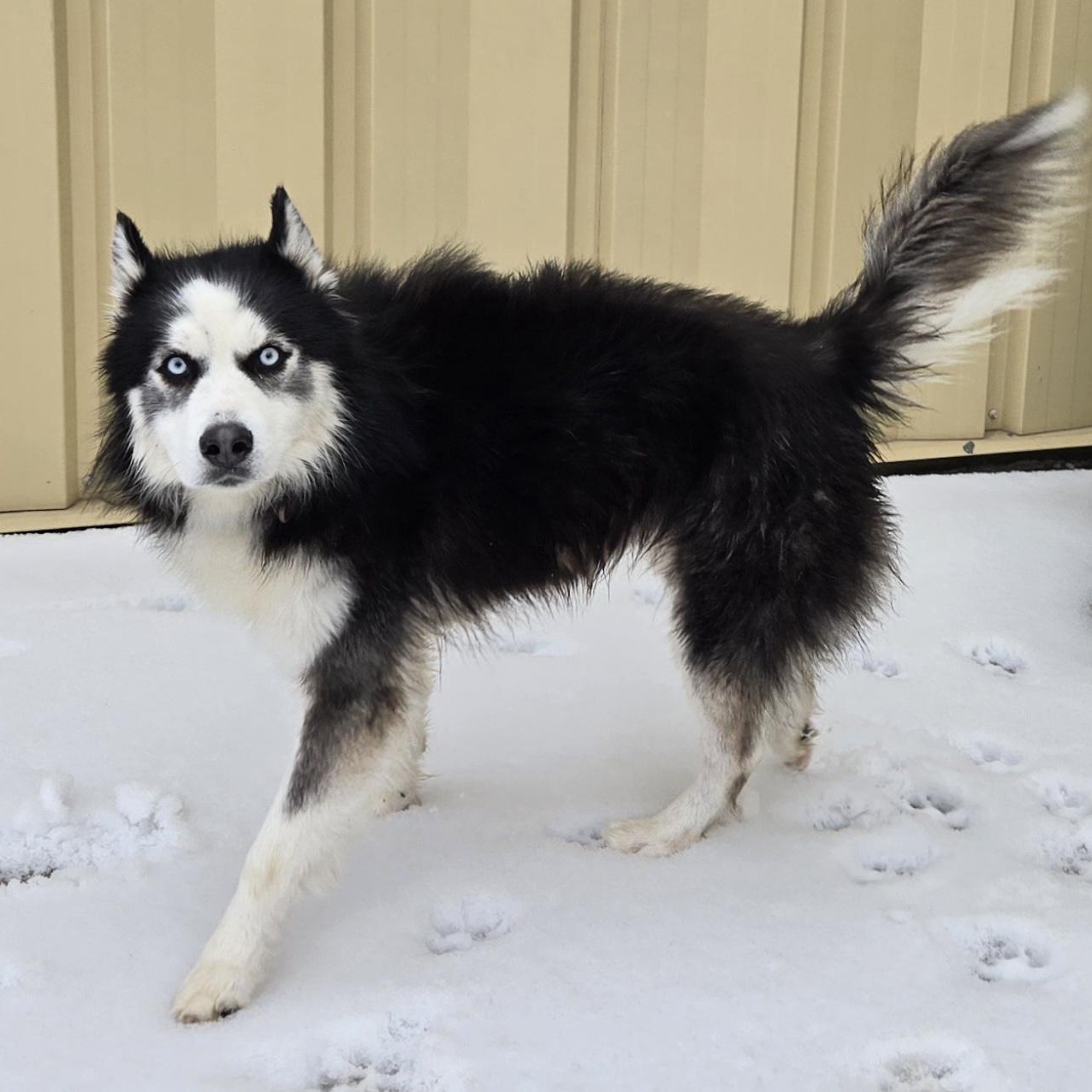 Enlarge Chaos, an adopted mixed breed in Keokuk, IA image 4/5