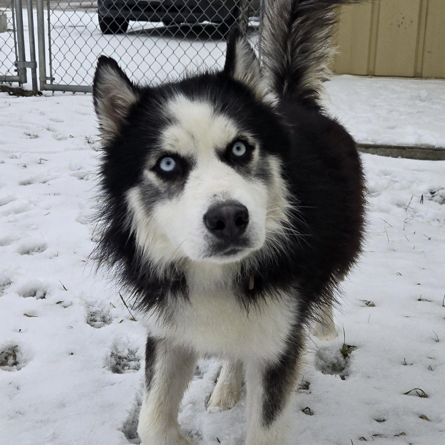 Chaos, adopted, Young Male Siberian Husky & American Eskimo Dog.