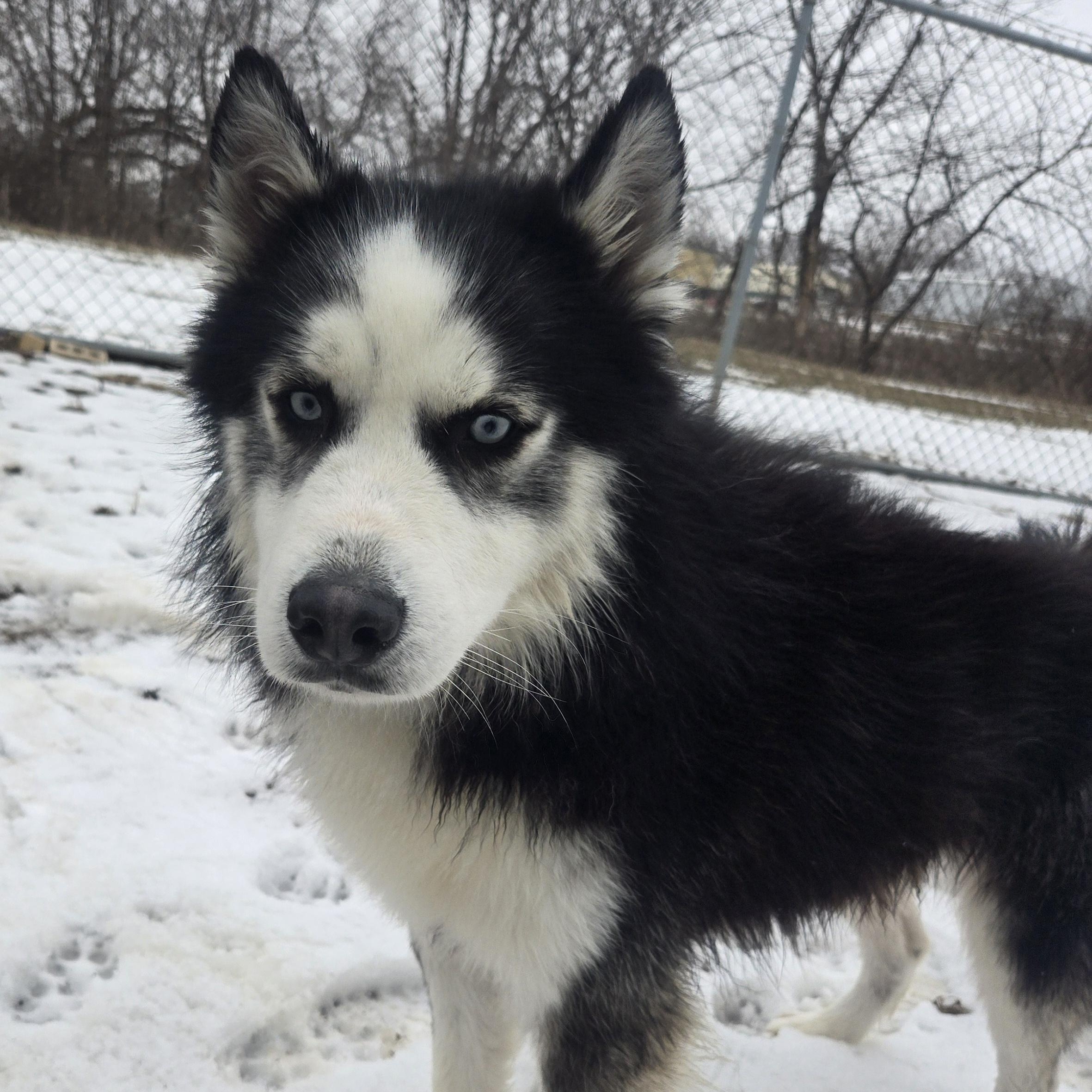 Enlarge Chaos, an adopted mixed breed in Keokuk, IA image 3/5
