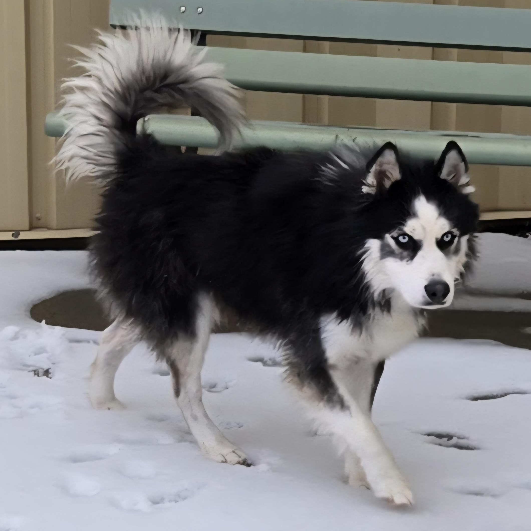 Enlarge Chaos, an adopted mixed breed in Keokuk, IA image 2/5