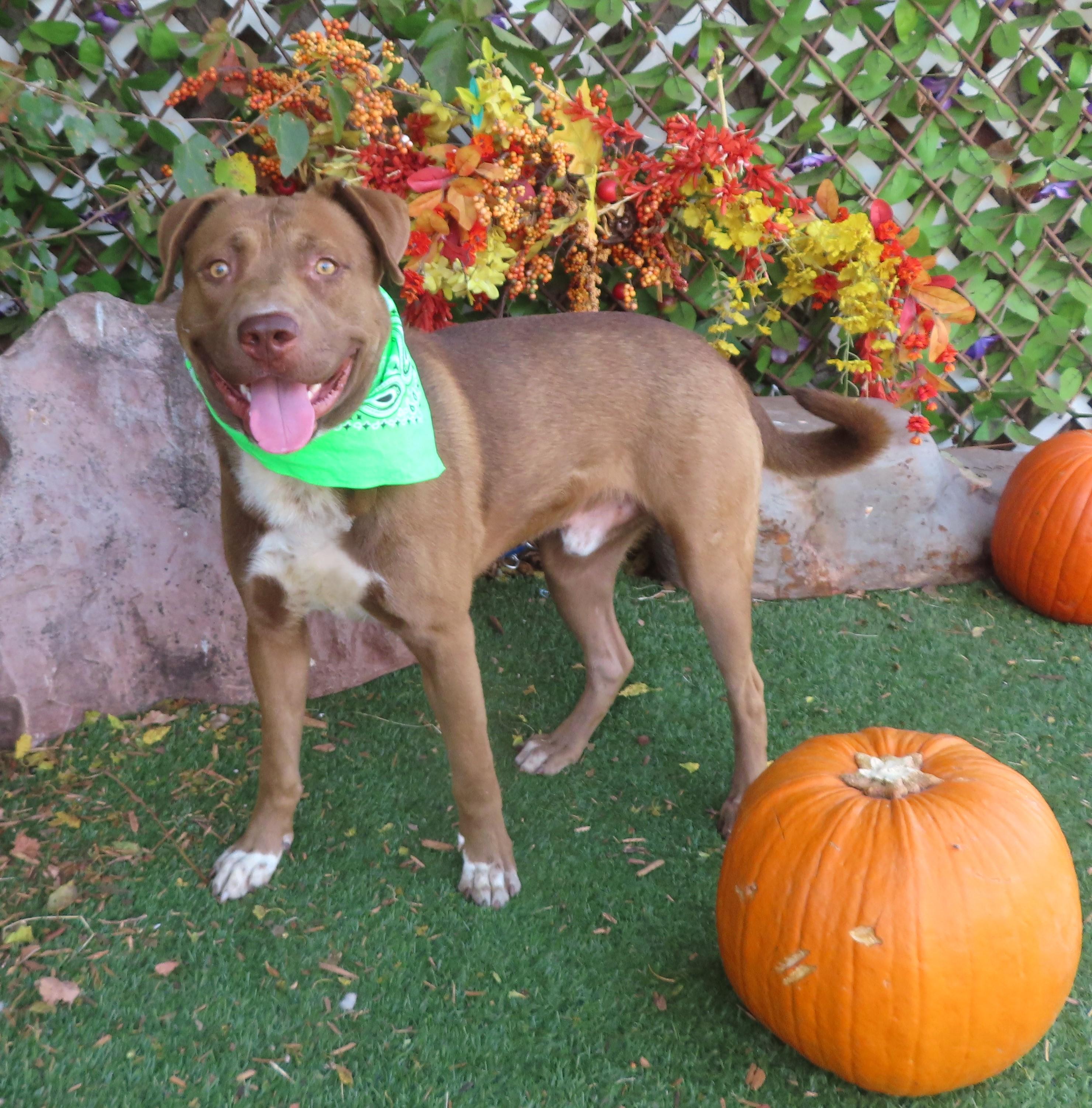 BUDDY 464317
