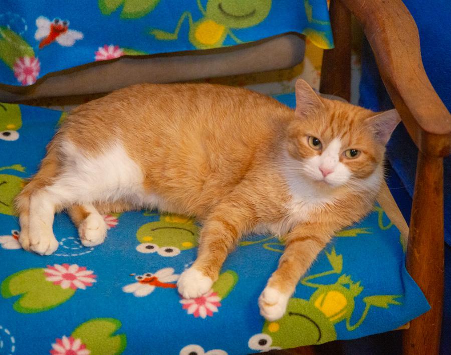 Enlarge Mona, a ADOPTABLE Domestic Short Hair in Paramus, NJ image 2/4