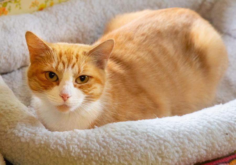 Enlarge Mona, a ADOPTABLE Domestic Short Hair in Paramus, NJ image 1/4