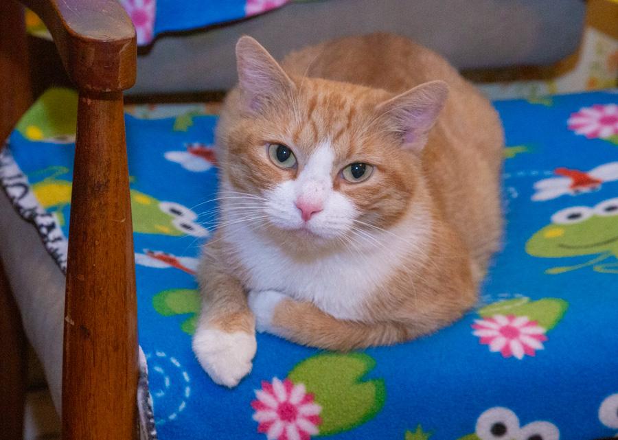 Enlarge Mona, a ADOPTABLE Domestic Short Hair in Paramus, NJ image 4/4