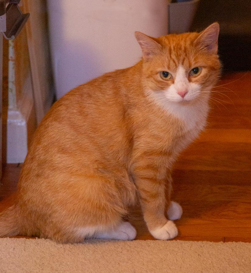 Enlarge Mona, a ADOPTABLE Domestic Short Hair in Paramus, NJ image 3/4