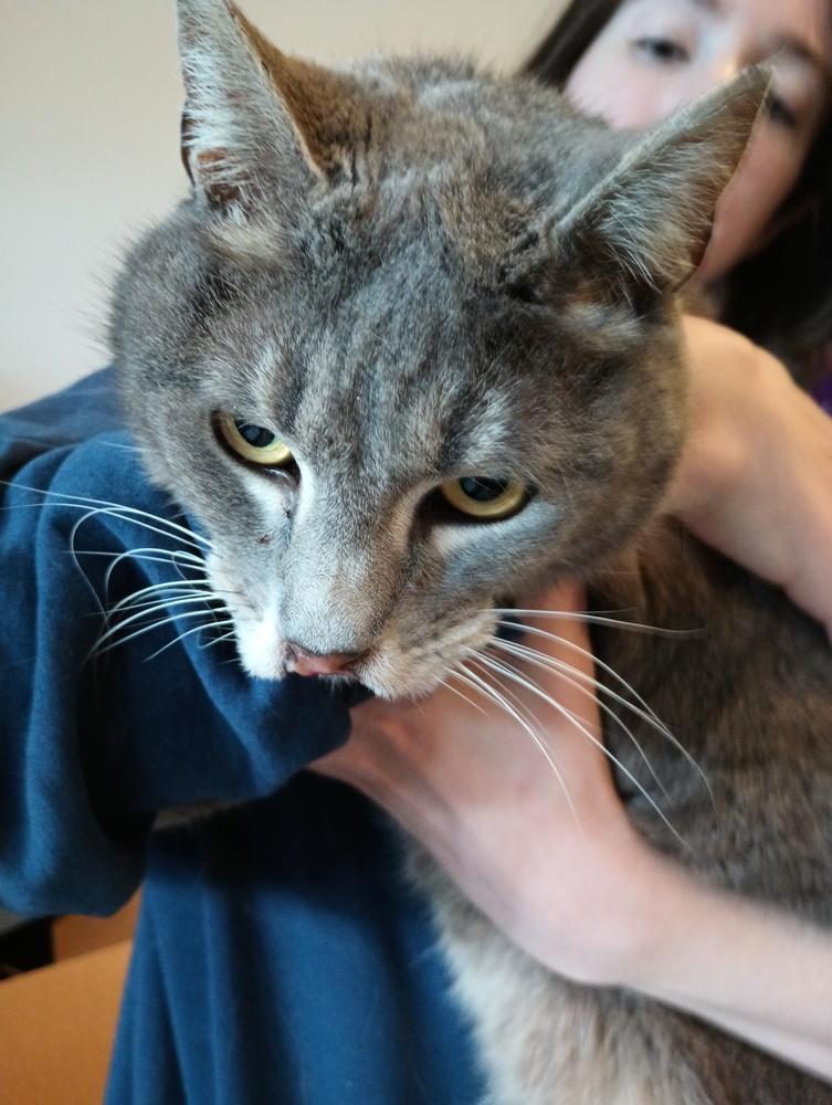 Honey Buns, Adopted, Adult Female Domestic Short Hair.