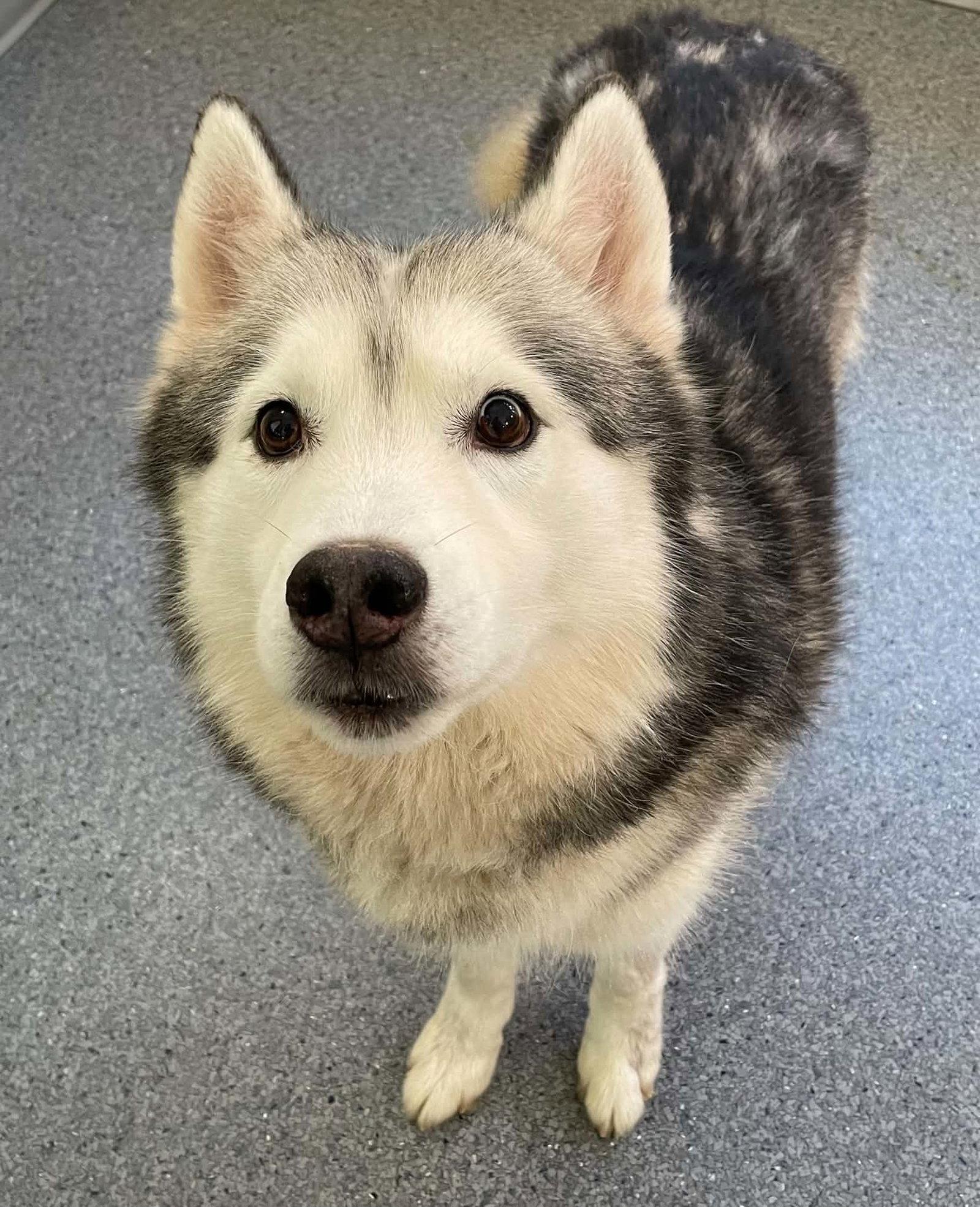 Bear Bear, Adopted, Adult Male Husky.