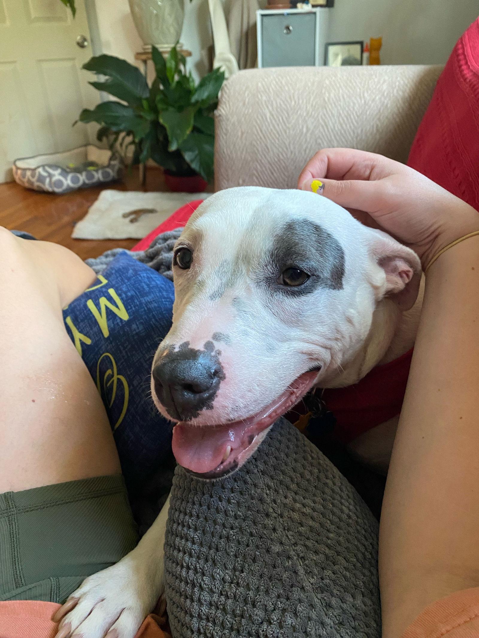 Princess Baby, Adoptable, Adult Female Terrier.