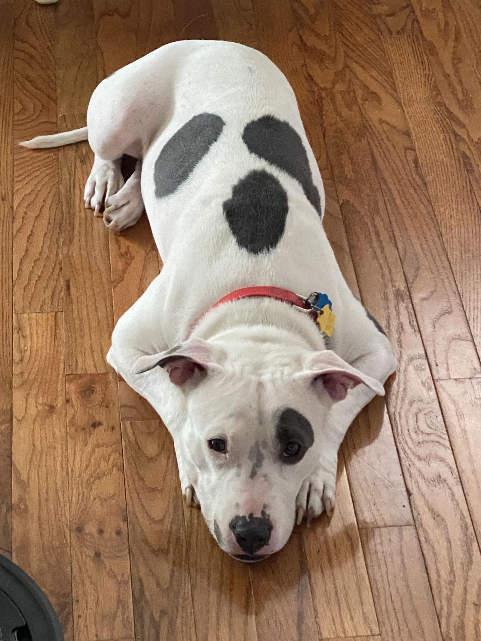 Enlarge Princess Baby, a Adoptable Terrier in Herndon, VA image 3/3