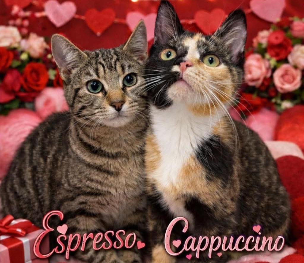 Enlarge Cappuccino and espresso, an adopted Domestic Short Hair in West Pittston, PA image 1/1