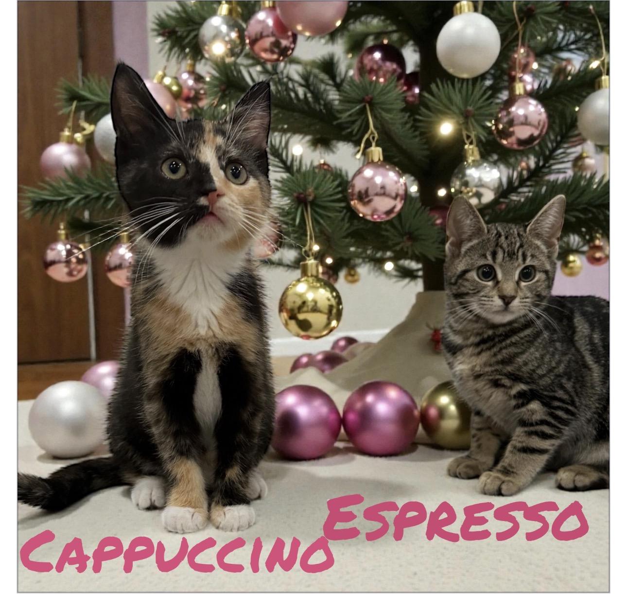 Cappuccino and espresso, ADOPTABLE, Young Female Domestic Short Hair.