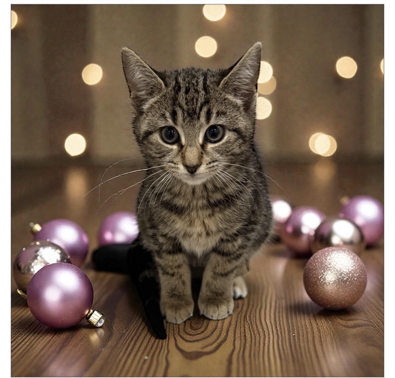 Enlarge Cappuccino and espresso, a ADOPTABLE Domestic Short Hair in West Pittston, PA image 2/3