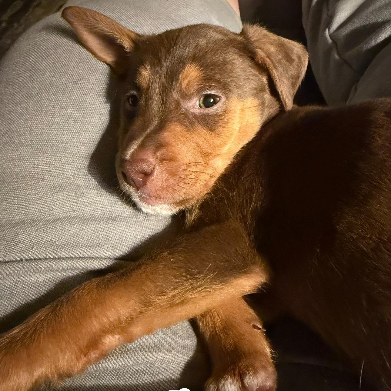 Bandit, ADOPTABLE, Puppy Male Boykin Spaniel & Mixed Breed.