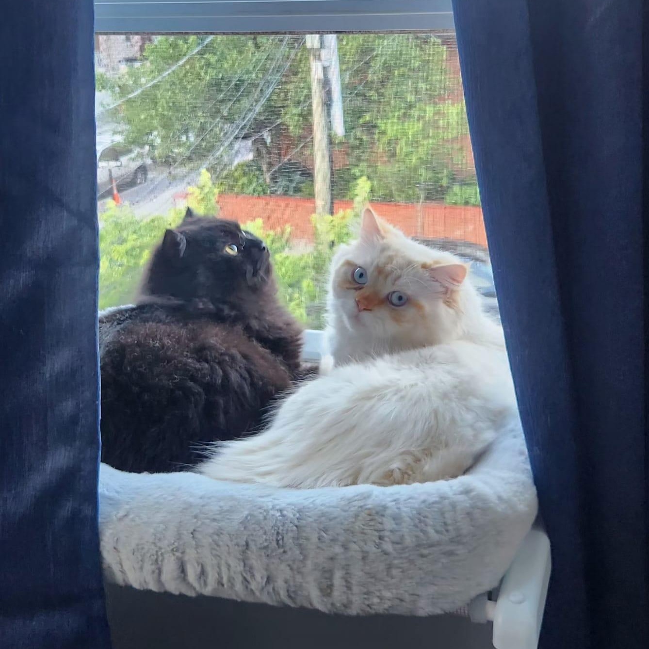 Raven & Luka at Petsmart North Bergen, Adopted, Young Male Persian.
