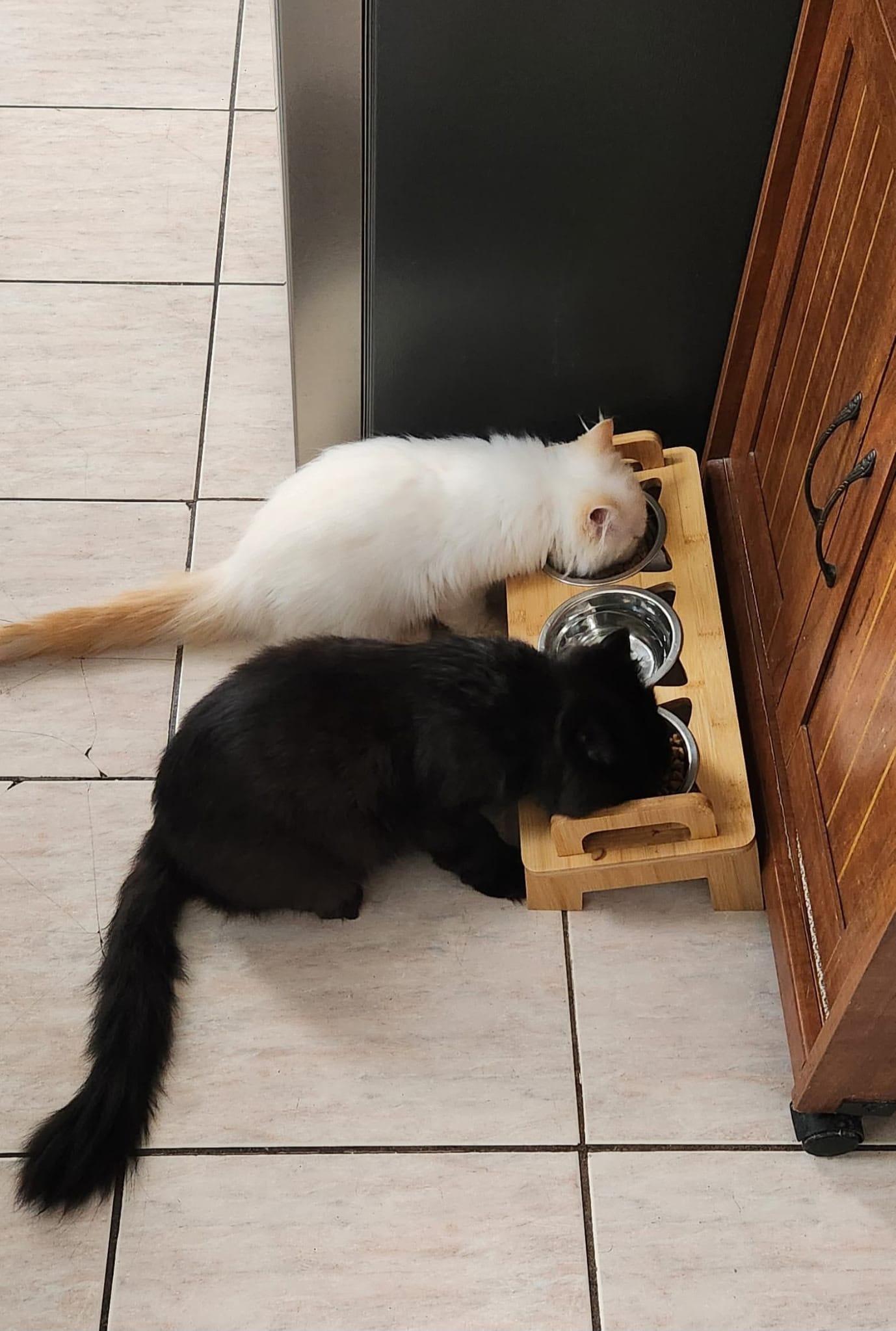 Enlarge Raven & Luka at Petsmart North Bergen, a Adopted Persian in North Bergen, NJ image 3/4