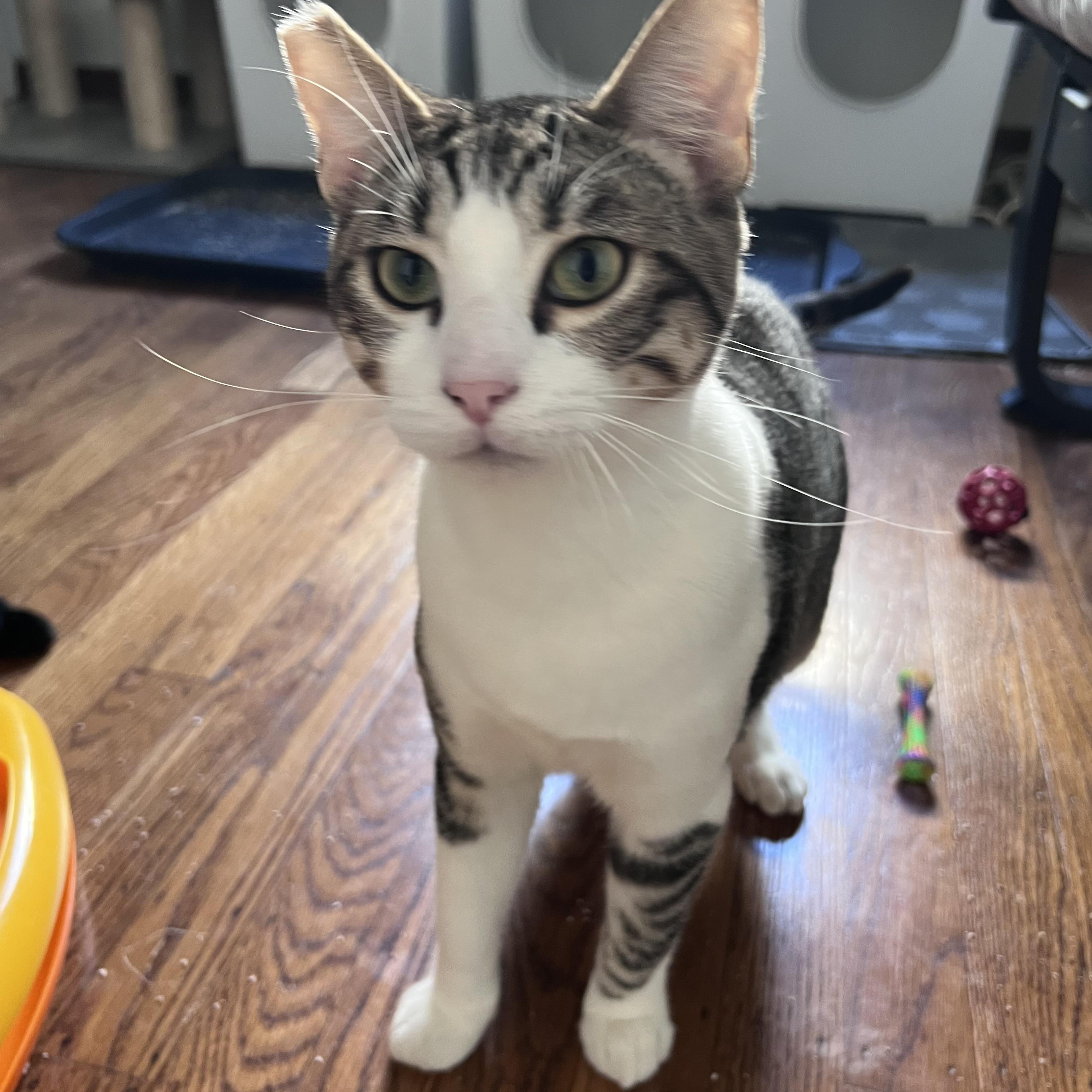 Enlarge Miles, a ADOPTABLE Tabby in Fairfield, CA image 2/6